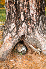 Small Rabbits Peeking Out from a Burrow at the Base of an Old Tree in Autumn Forest © Mykola