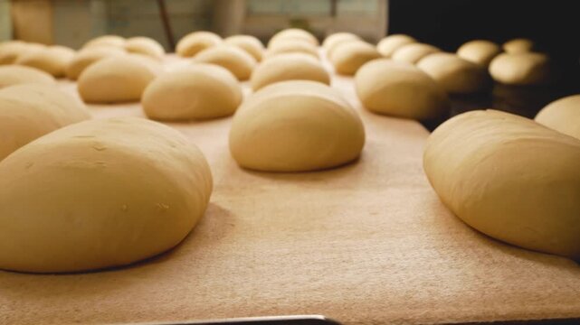 Raw bread and baguettes moving on a conveyor belt to the oven in a bakery. Concept of industrial bread production, automated baking process and food production.