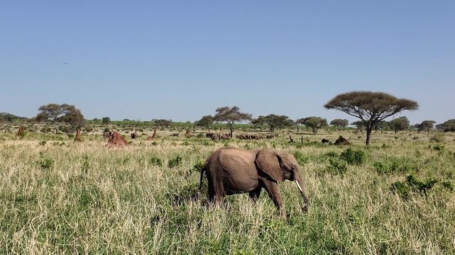 Ein Afrikanischer Elefant l&auml;uft durch das hohe Gras in Tansania