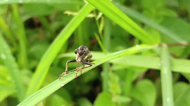 macro photo of robber fly (asilidae) on a leaf, predator of other insects