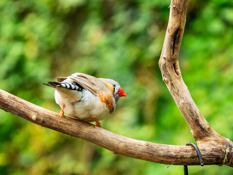 Zebra finch perching on tree branch