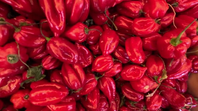 Close-up of red habanero peppers with wrinkled skin and thin green stems, fully ripened, showcasing very hot chili used in sauces, salsas, and spicy Caribbean or Mexican cuisine. Morocco.
