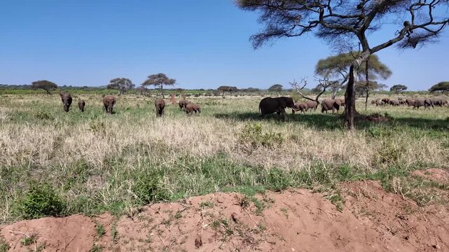 Kamera f&auml;hrt vorbei an einer gro&szlig;en Herde Afrikanischer Elefanten im Tarangire Nationalpark in Tansania 