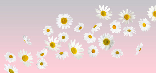 Naklejka premium Vibrant chamomile flowers flying against color gradient background