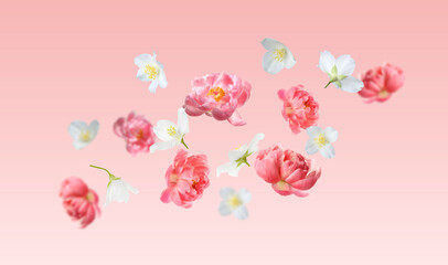 Naklejka premium Tender flowers flying in air against pink gradient background