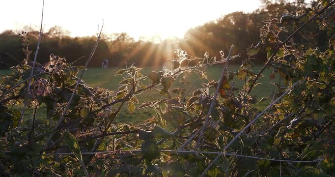 4K video of backlit wild brambles with soft sun flare in a spring field.