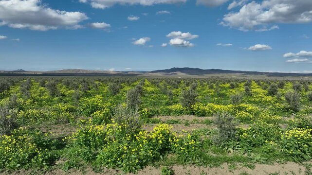 Aerial view of young olive tree plantation rows in Kakheti region, Georgia. Drone flying over green agricultural field under blue cloudy sky at sunny day.