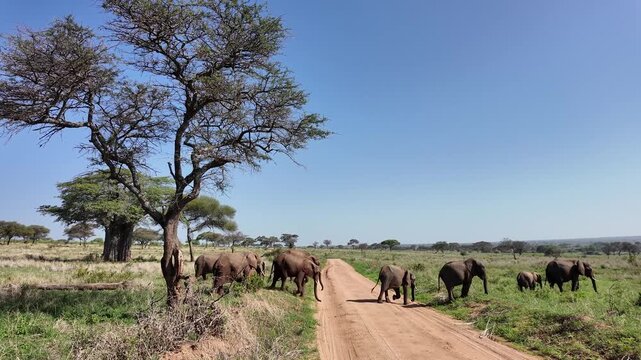 Herde Afrikanischer Elefanten &uuml;berquert einen Weg im Tarangire Nationalpark in Tansania