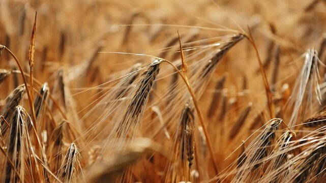 Detailed close-up of ripened barley spikes with long awns catching warm sunlight, creating a rich golden texture against a softly blurred field background.