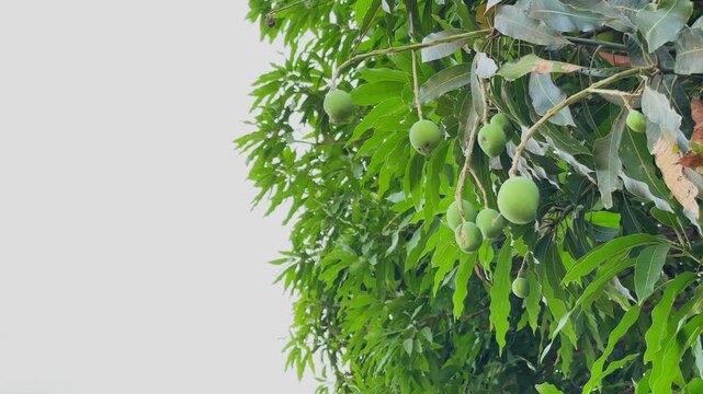Close view of unripe green mangoes clustered on slender stems among dense leaves, softly lit against a bright sky, capturing early fruiting stage in a natural outdoor setting.