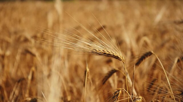 Close-up of a single barley ear bending gently in warm sunlight, surrounded by softly blurred golden stalks, highlighting fine textures and natural motion in a ripened field.