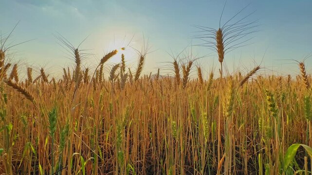 Low-angle view of ripening wheat spikes glowing under warm sunlight, with long awns silhouetted against the sky and a soft horizon, capturing a serene harvest moment in rural farmland.