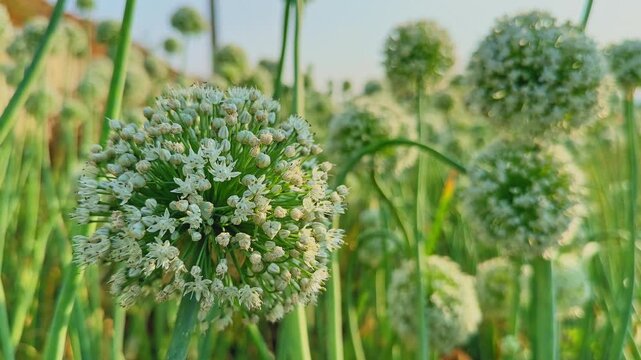 Closeup of a white onion flower head with tiny blossoms on a green stem, glowing in warm golden sunlight with softly blurred field background creating depth.