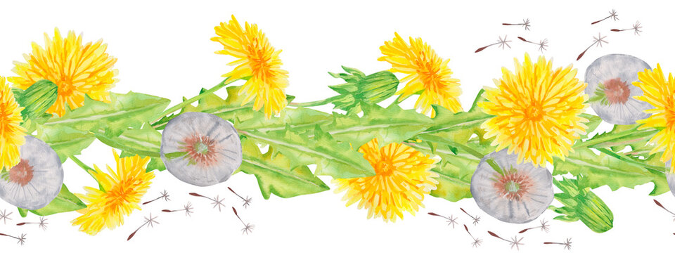 Watercolor seamless horizontal dandelion pattern with yellow blooms, fluffy seed, heads, flying seeds and green leaves. Perfect for craft packaging, decorative tape, and ceramic prints