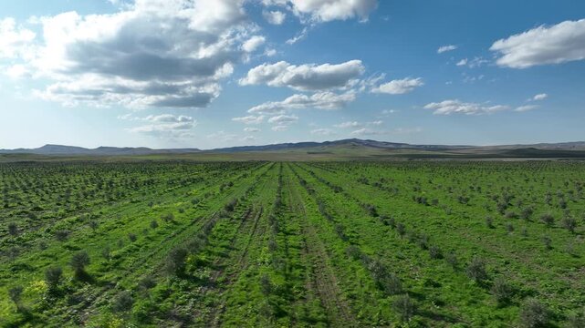 Aerial view of young olive tree plantation rows in Kakheti region, Georgia. Drone flying over green agricultural field under blue cloudy sky at sunny day.