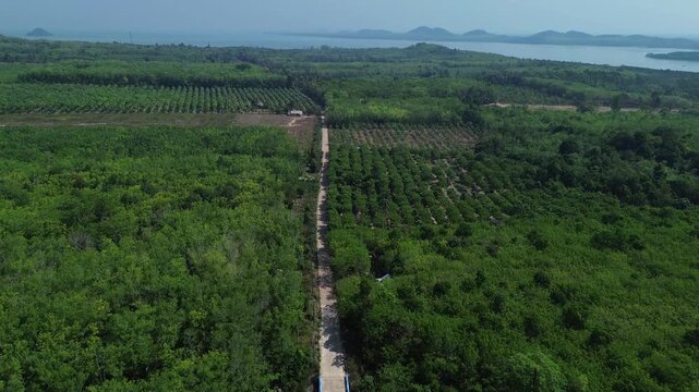 Drone shot of organized rubber tree plantations on Koh Jum Thailand with straight paved road dividing agricultural land and tropical forest near island coastline showing land use in Southeast Asia
