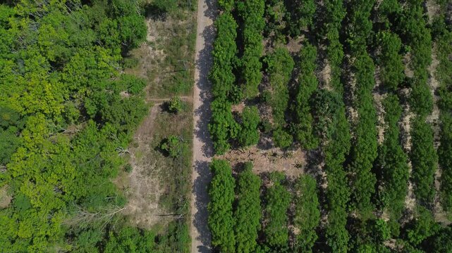 Drone shot of organized rubber tree plantations on Koh Jum Thailand with straight paved road dividing agricultural land and tropical forest near island coastline showing land use in Southeast Asia