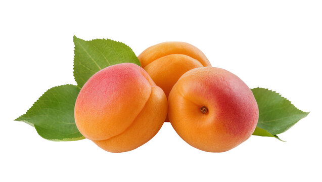 Ripe orange apricots with green leaves arranged in a row