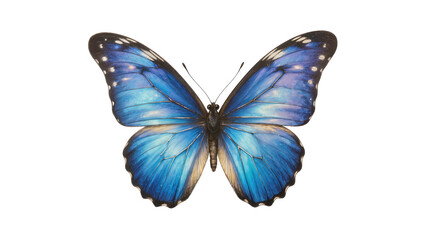 Fototapeta premium Vibrant Blue Morpho Butterfly with Detailed Wing Patterns
