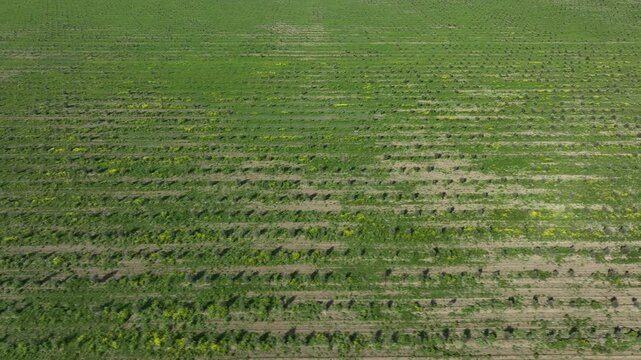 Aerial view of young olive tree plantation rows in Kakheti region, Georgia. Drone flying over green agricultural field under blue cloudy sky at sunny day.