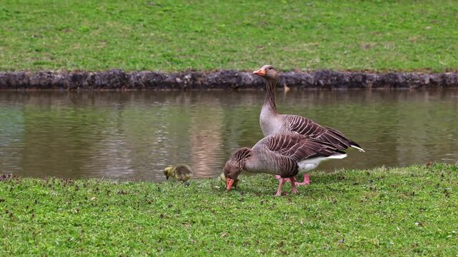 Family of greylag geese with small babies. The greylag goose, Anser anser is a large goose species of the waterfowl family Anatidae
