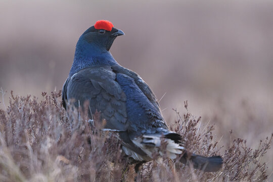 Black grouse portrait early in the morning
