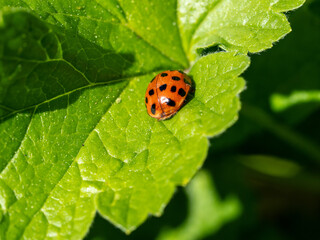 Fototapeta premium Multi spotted red ladybird or ladybug resting on a green leaf