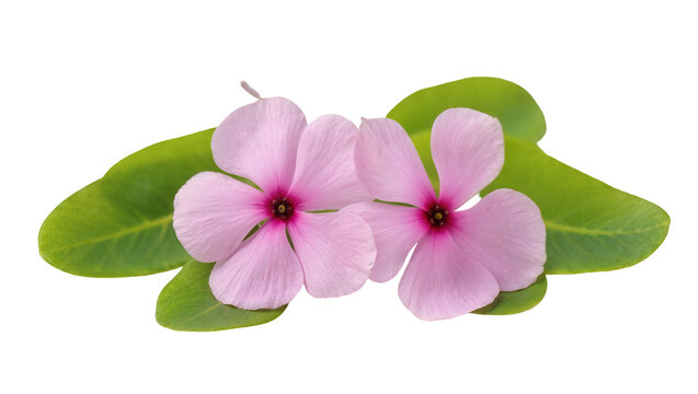 Pink Impatiens Flowers with Green Leaves Arrangement