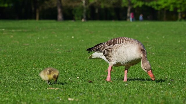 Family of greylag geese with small babies. The greylag goose, Anser anser is a large goose species of the waterfowl family Anatidae