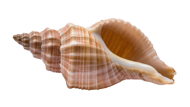 Large spiral seashell with brown and beige striped texture