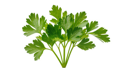 Fresh vibrant green parsley bunch with curly leaves and stems © Ines