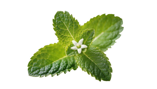 Fresh Mint Sprig with Single White Flower and Green Leaves