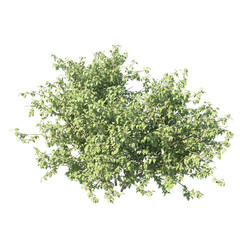 Obraz premium Lilac bush without flowers isolated transparent background 3d rendering PNG 16 bit with alpha channel 