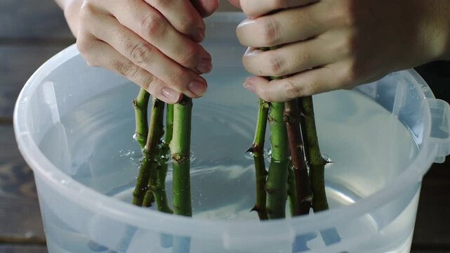 Revitalizing fresh cut rose stems in a cool water bath, a gentle art of preparation for exquisite floral designs