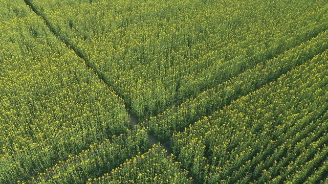 Drone shot of flowering canola field in spring, geometric pattern and farming cultivation concept, 4K