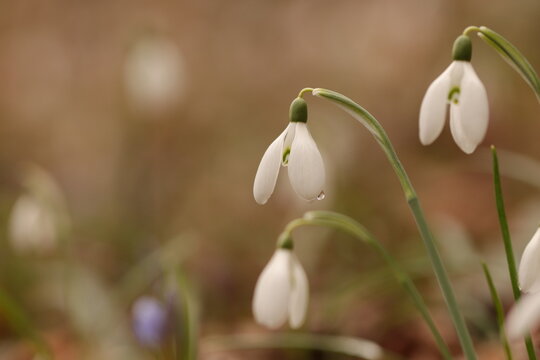 fiori di bucaneve nel bosco