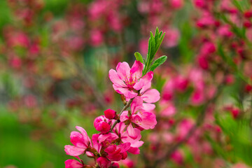 Naklejka premium Blossoming almond branches covered in pink petals and green foliage, captured with shallow depth of field for a calm floral atmosphere.