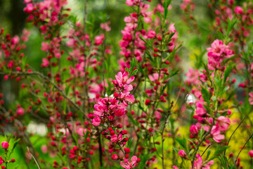 Obraz premium Fresh almond flowers in rich pink tones bloom among green leaves, set against a soft background that enhances their springtime elegance.
