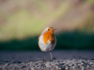 A European robin standing on a concrete road on a sunny spring day © Alex Martin