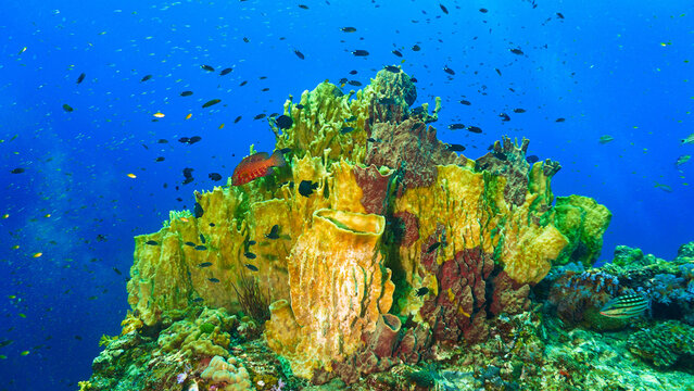 Beautiful colony of Barrel Sponges at a coral reef. Underwater photography from a scuba dive in the Andaman Sea - Indian Ocean
