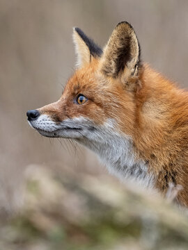 Red fox portrait in the forest