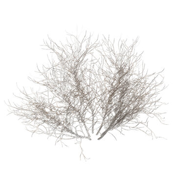 Lilac bare bush isolated transparent background realistic sketch 3d rendering PNG with alpha channel
