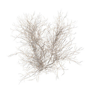 Lilac bare bush isolated transparent background realistic sketch 3d rendering PNG with alpha channel
