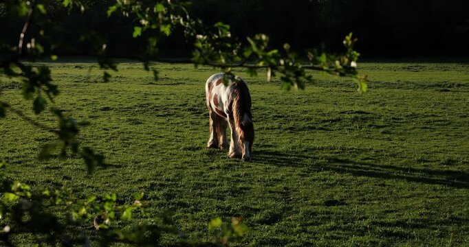 4K video of piebald horse grazing peacefully in a spring meadow.