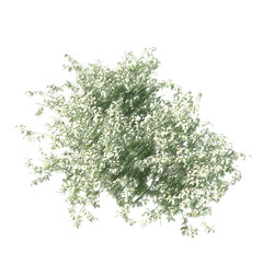 Obraz premium Lilac bush without flowers top view isolated transparent background sketch 3d rendering PNG with alpha channel 