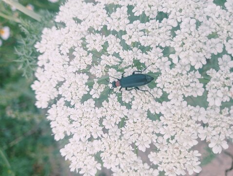 Close-up of Black Blister Beetle on white Wild Carrot flower
