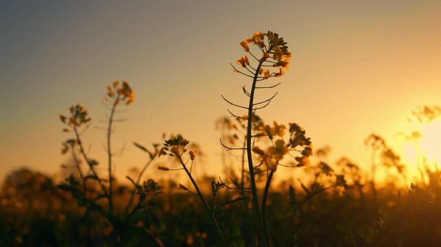 Golden hour sunset over canola field with backlit flowers, peaceful countryside landscape glowing in warm light, 4K