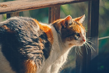 cat on a bench © Eduardo