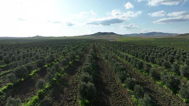 Aerial view of young olive tree plantation rows in Kakheti region, Georgia. Drone flying over green agricultural field under blue cloudy sky at sunny day.