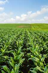 Naklejka premium Wide corn field with young plants growing in rows across agriculture landscape, green crop farming, rural countryside and sustainable agriculture